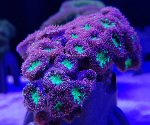 blastomussa large polyp stony coral lps coral perfect for beginners