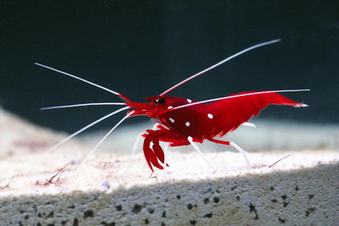 blood red fire shrimp top inverts for saltwater reef beginners 2021