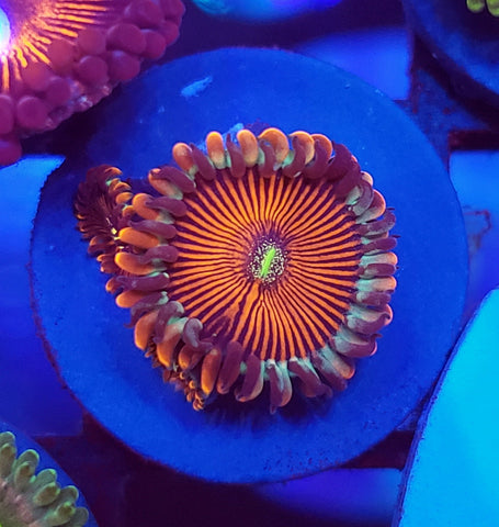 blue agave people eater zoanthids zoas zoa