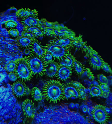 blueberry fields zoanthids top zoanthids