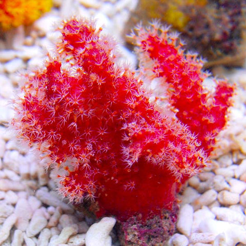 chili coral non photosynthetic coral corals beginners should avoid worst for beginners