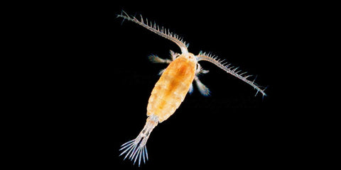 copepods top inverts for saltwater reef beginners 2021