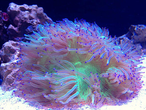 elegance coral large polyp stony coral lps coral perfect for beginners