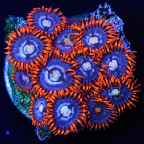 fire and ice zoanthids best zoanthids
