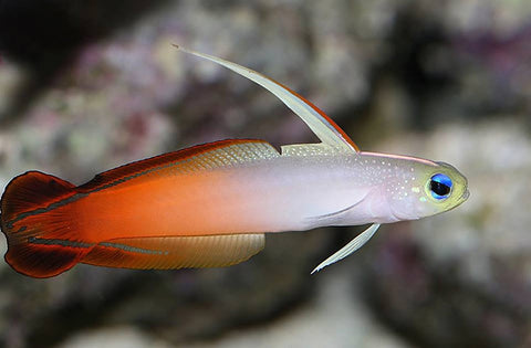 firefish top saltwater fish perfect for beginners