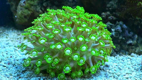 flowerpot coral goniopora coral top corals saltwater reef beginners should avoid 2021