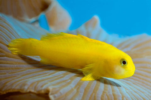 gobies goby top saltwater fish perfect for beginners