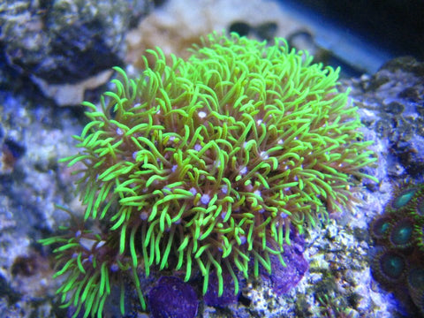 greenstar polyps corals potentially invasive corals worst for saltwater beginners