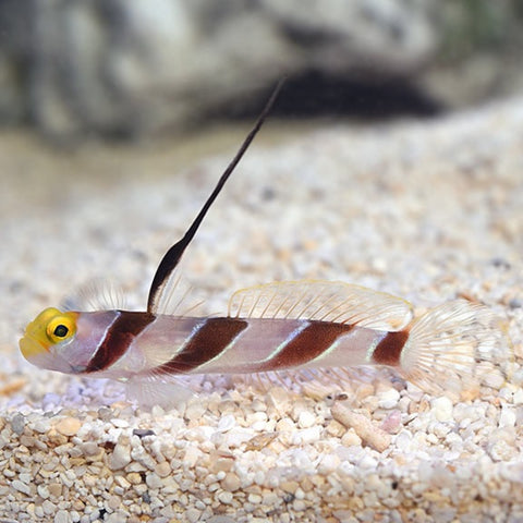 20 Best Fish For Nano Reef Tanks! – CoralFish12g