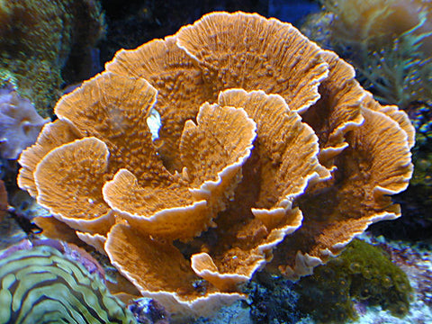 montiporas sps coral small polyp stony coral perfect for beginners
