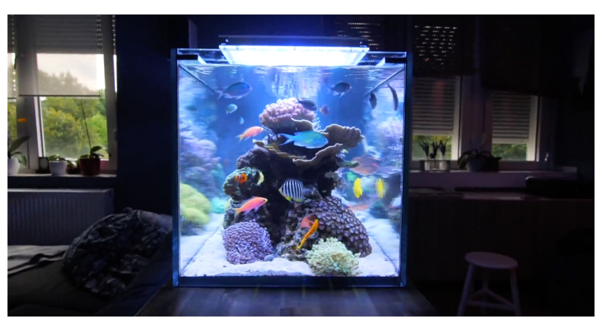 Nano Reef Must Know Tips For A Successful Tank – CoralFish12g