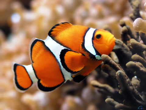 ocellaris clownfish