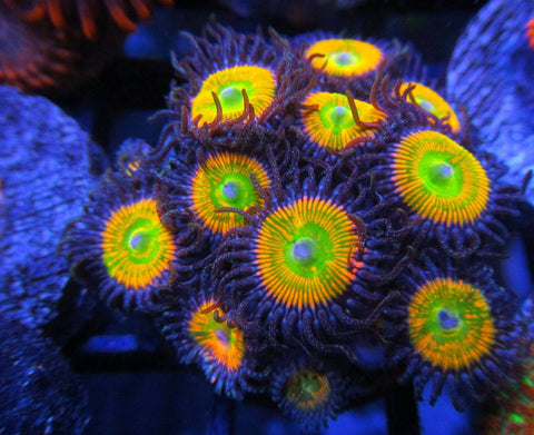 sunny delight zoanthids 