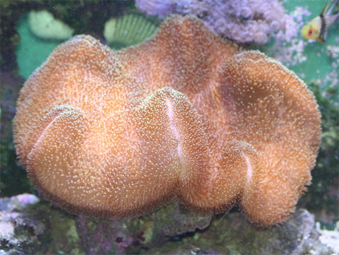 toadstool soft coral perfect for beginners
