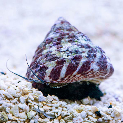 trochus snails top inverts for saltwater reef beginners 2021