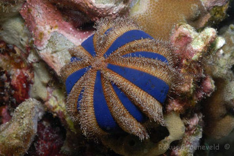 tuxedo urchin top inverts for saltwater reef beginners