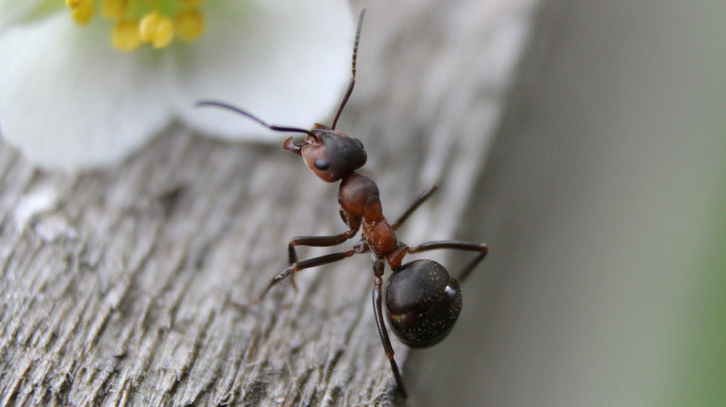 Deadliest Ant Gel Baits (2022)  Professor Pest's Top 5 Ant
