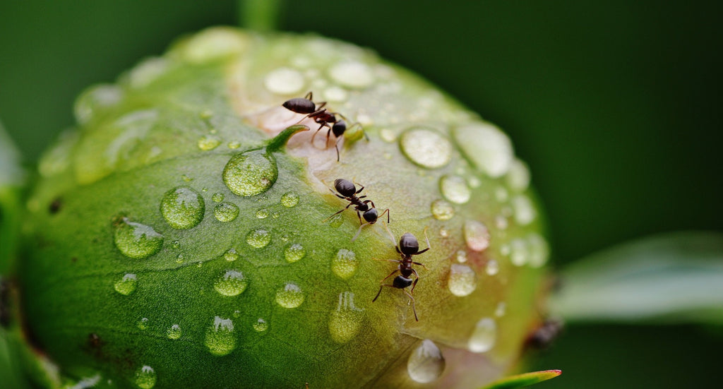 Deadliest Ant Baits