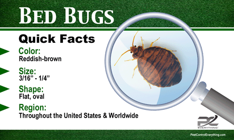 Bed Bug Quick Facts Pest Control Everything