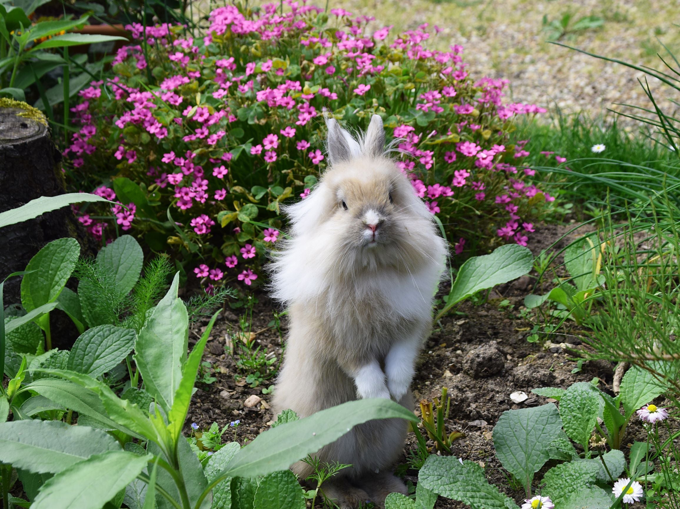 Bunny Binky Dance - A cute long-haired bunny