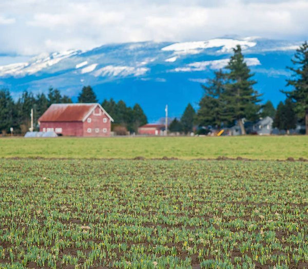 Skagit Valley Tulip Fields in Bloom