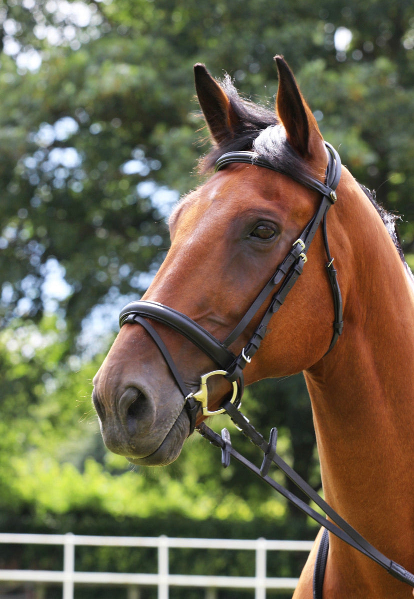 pony bridle