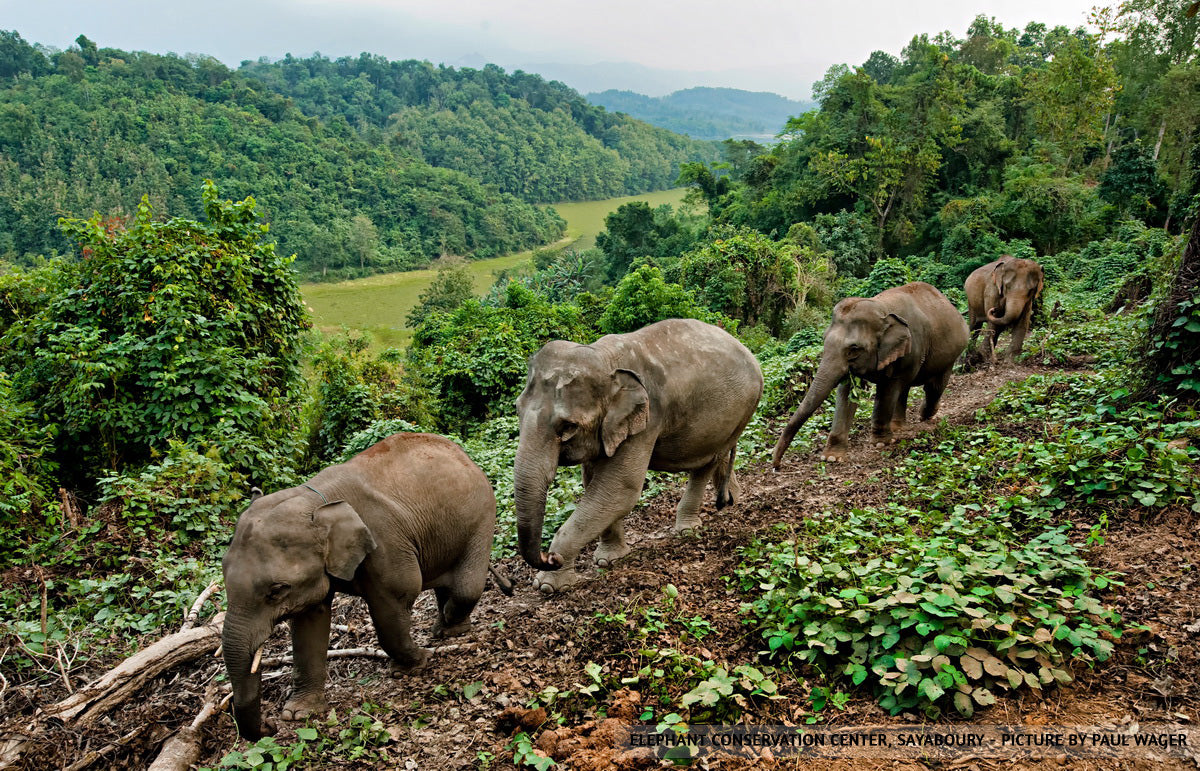Herd of elephants foraging in forest
