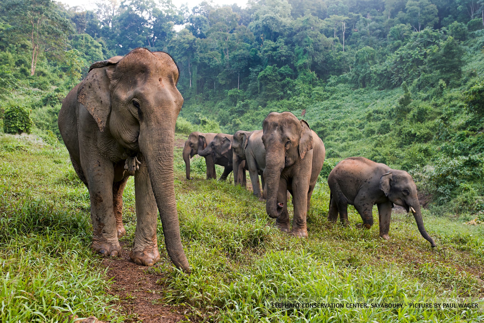 Landscape of elephant herd at the Elephant Conservation Center. Forest backdrop.