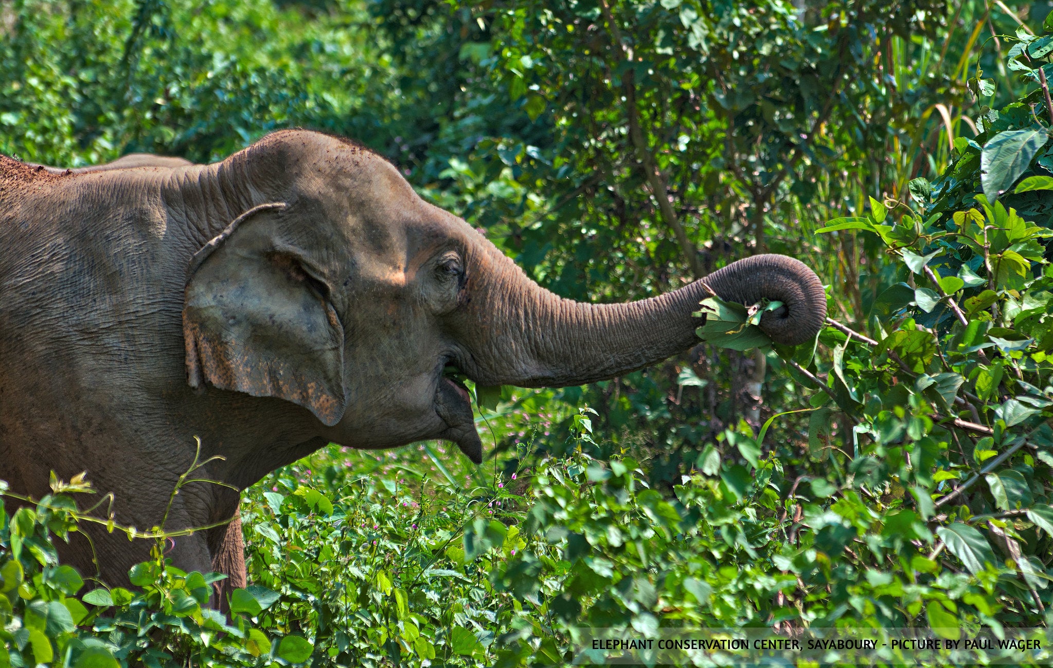 Elephant reaching for branches in the trees