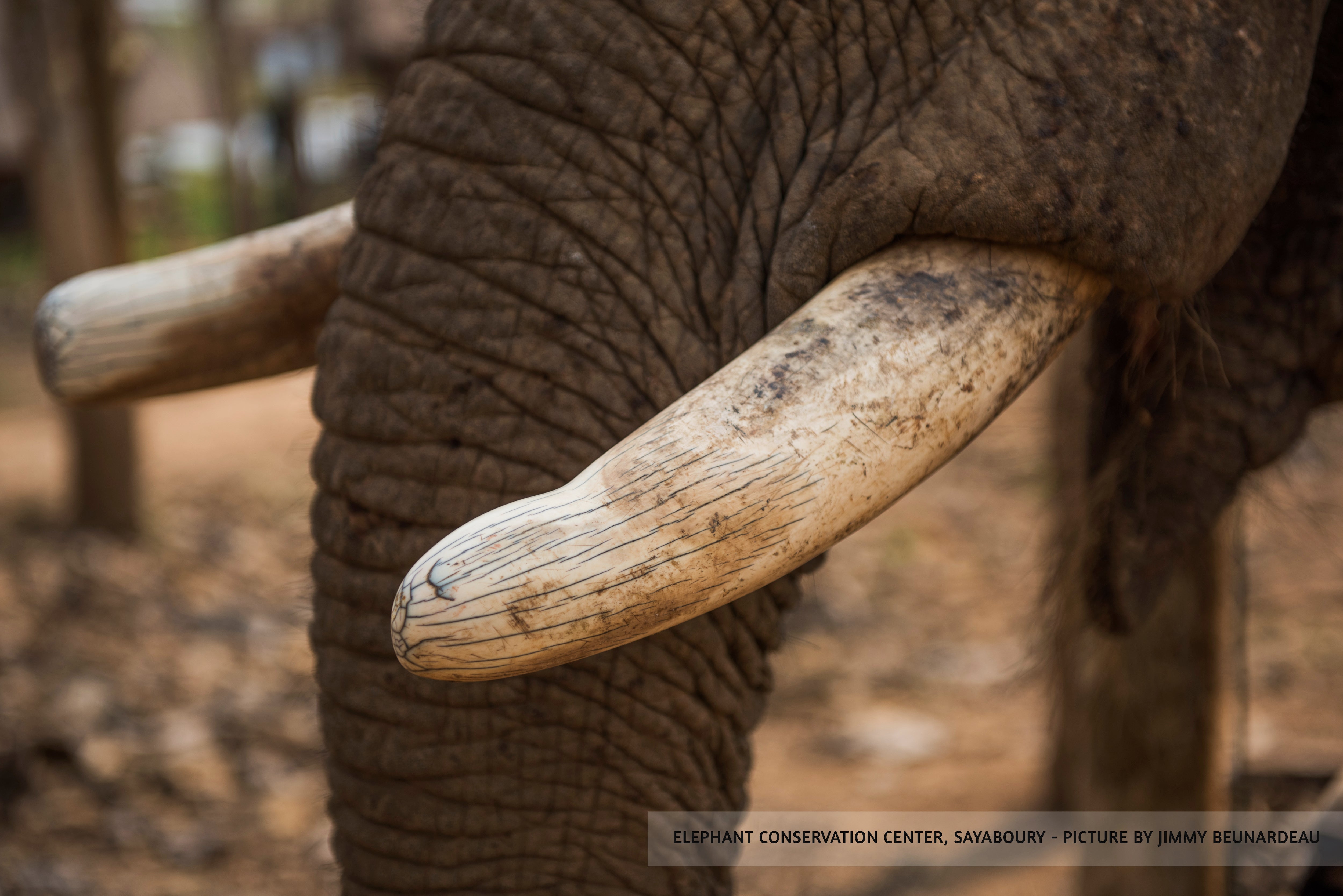 Close up on elephant tusks