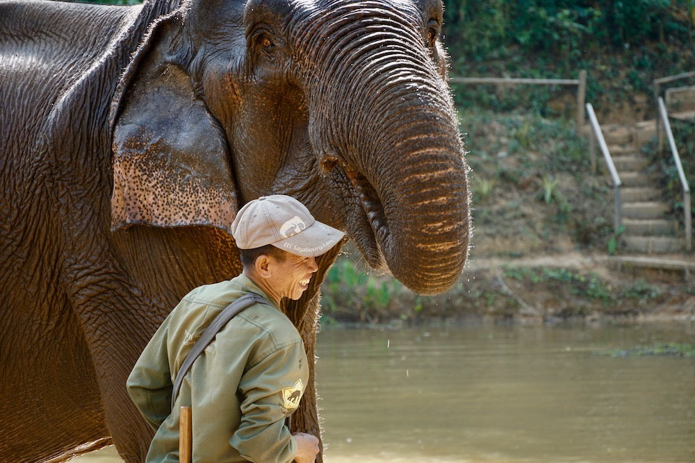 mahout smiling with elephant at elephant conservation center 