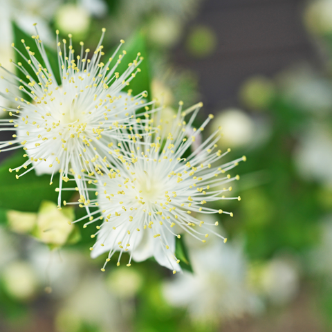 myrtle plant with white flowers
