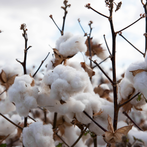 cotton growing in a field