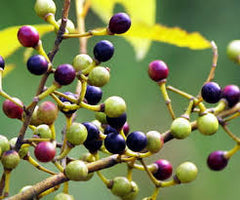 may chang fruit