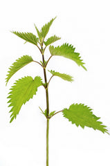 nettle stalk