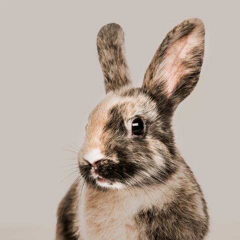 brown and white rabbit on taupe background