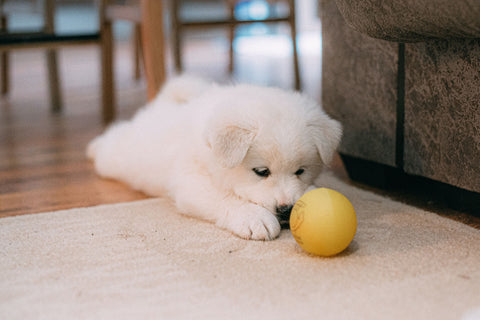 cachorro jugando con una pelota en el salón de casa