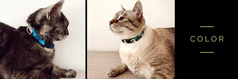 Collares de colores para gatos 
