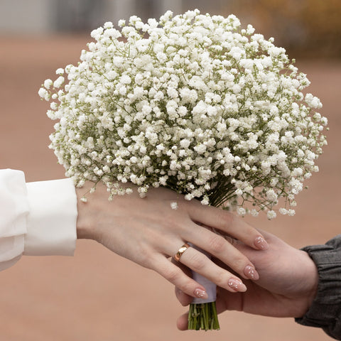 Minimalist Gypsophila