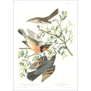 Mountain Mocking Bird and Varied Thrush Print by John Audubon