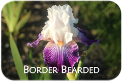 Border Bearded