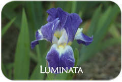 Luminata