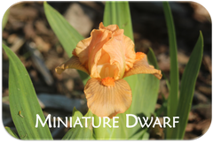 miniature dwarf