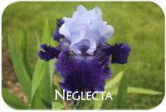 Neglecta