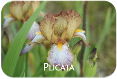 Plicata