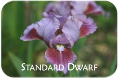 Standard Dwarf