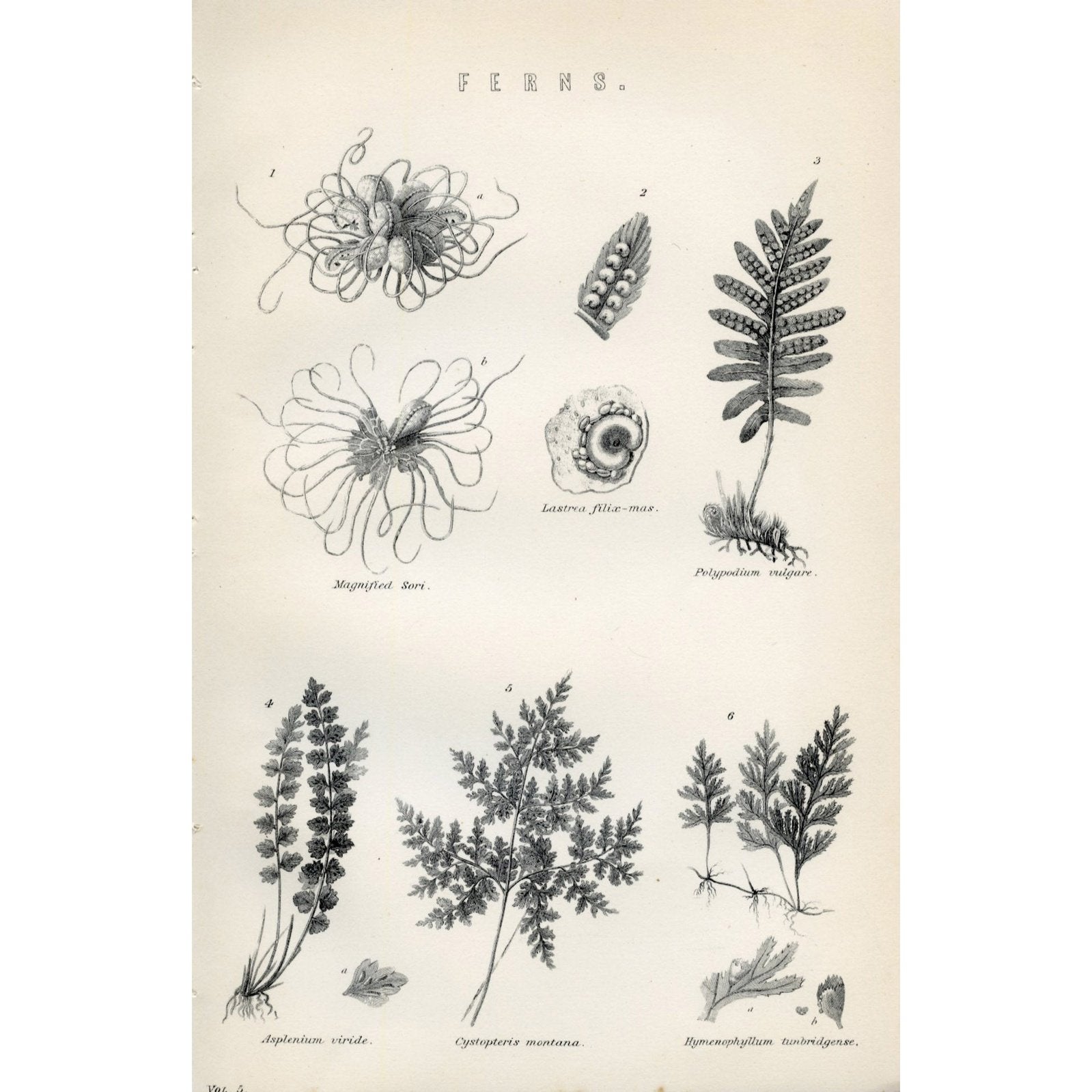 antique botanical drawings