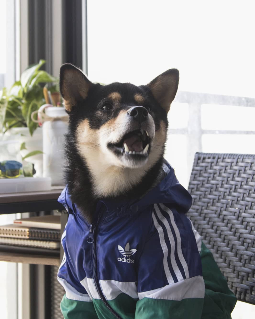 adidas jacket dog
