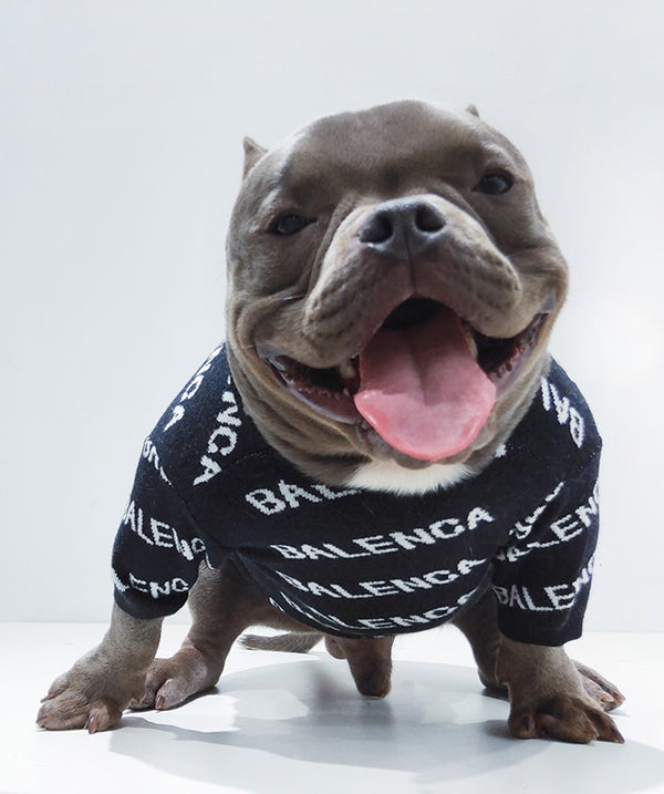 balenciaga dog sweater