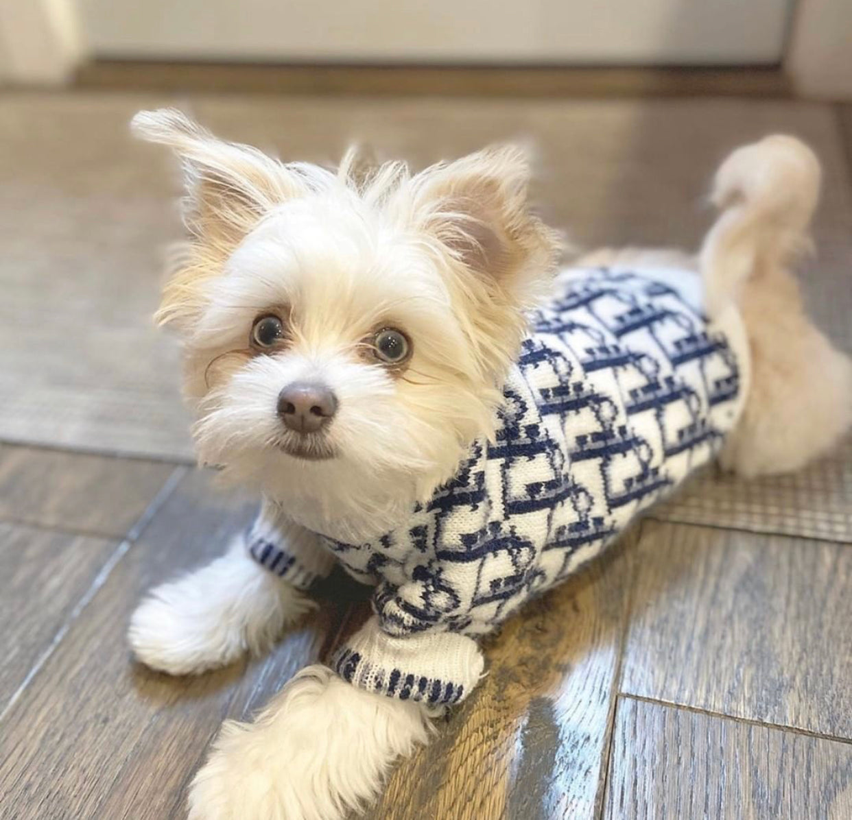 dior dog clothes